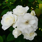Iceberg Bare Root Rose  1