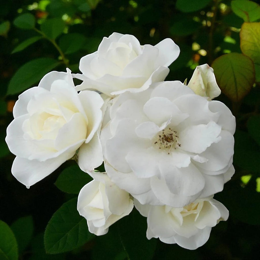 Iceberg Bare Root Rose  1