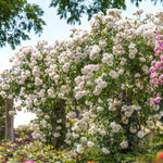 Iceberg Bare Root Rose  3