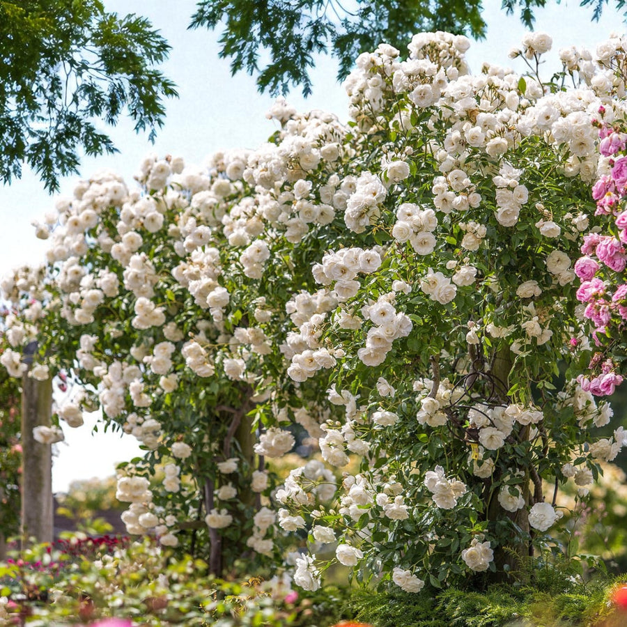 Iceberg Bare Root Rose  3