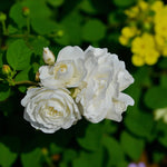 Iceberg Bare Root Rose  2