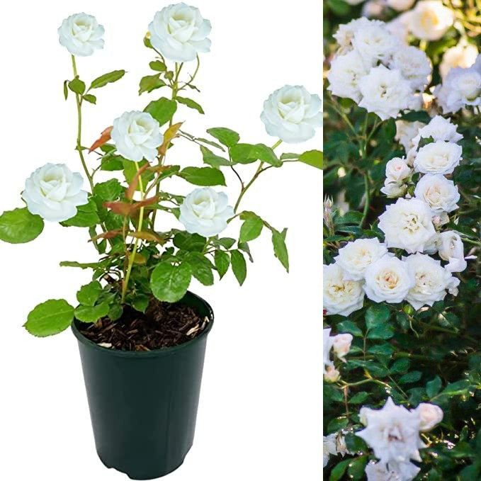 White Rose Bush - Ice Cream icecream 2