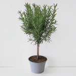 Rosemary Lollipop Tree  1