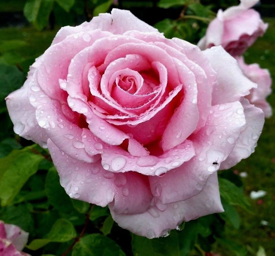 Pink English Scented Rose Bush il_1140xN.1532158910_petm 1