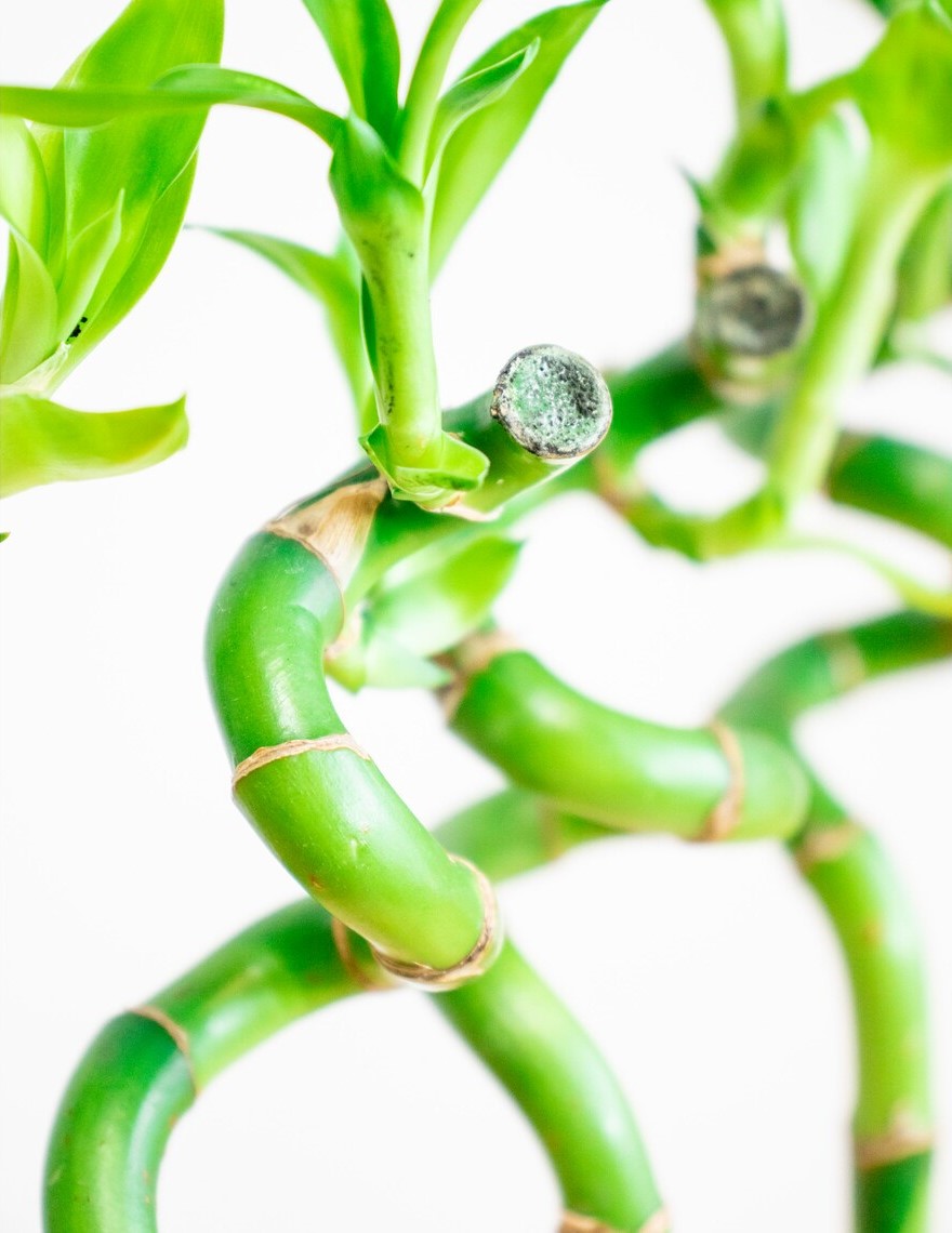 Spiral Lucky Bamboo in Christmas Vase 2 x 30cm Spiral Lucky Bamboo in Christmas Vase image2 4