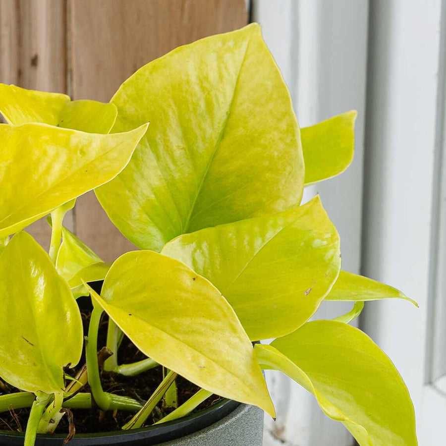 Epipremnum Pinnatum Golden Pothos Hanging Plant il_1140xN.4961144203_sa95 2