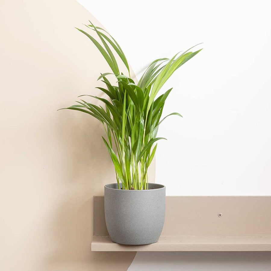 Areca Palm Indoor Plant il_1140xN.5467705258_9shj 1