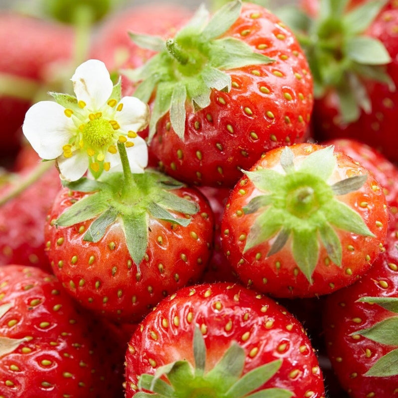 Strawberry Bare Root Plants  8