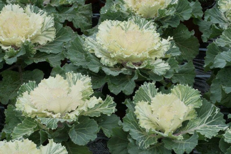 Ornamental Cabbage Plants White Pigeon il_794xN.2530205905_r7r7 1