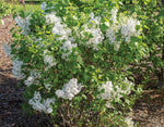 Syringa Flowerfesta - Dwarf Korean Scented Lilac Tree  4