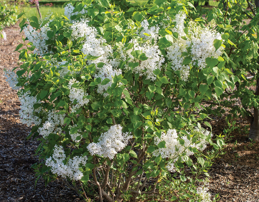 Syringa Flowerfesta - Dwarf Korean Scented Lilac Tree  4