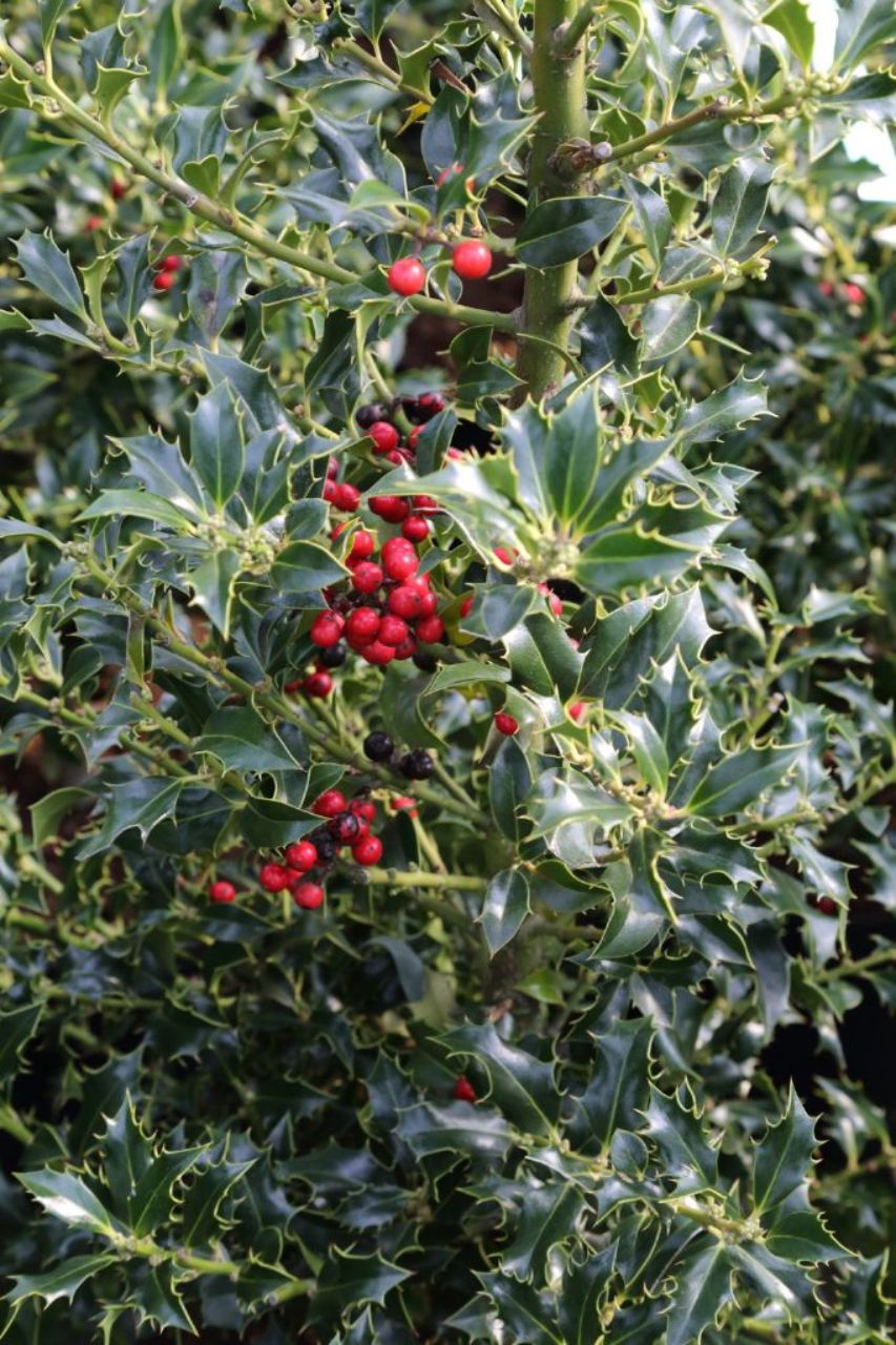 Ilex Aquifolium Alaska Ilex aquifolium - 'Alaska' image3 1