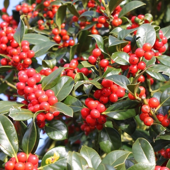 Ilex Aquifolium JC Van Tol ilex-aquifolium-jc-van-tol-tree-p3309-23907_medium 1