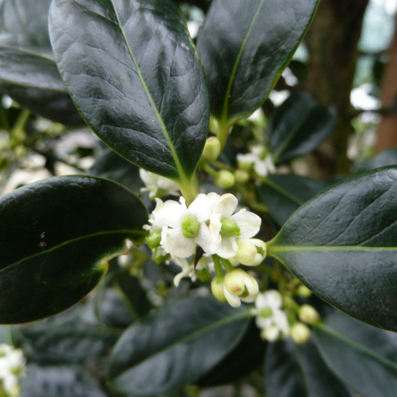Ilex Aquifolium JC Van Tol ilex-aquifolium-jc-van-tol 3