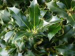 Ilex Aquifolium Alaska Ilex aquifolium - 'Alaska' image2 3