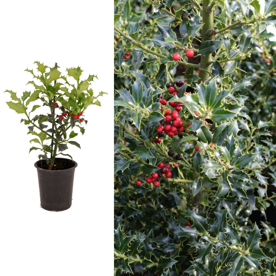 Ilex Aquifolium Alaska Ilex aquifolium - 'Alaska' image1 2