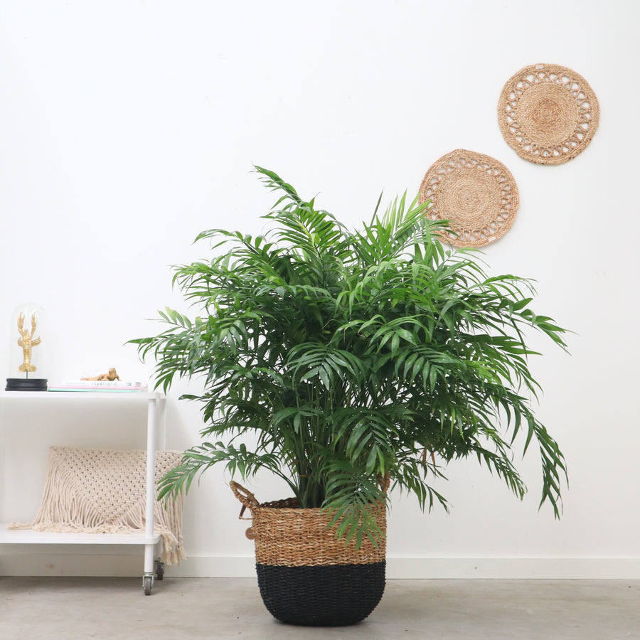 Chamaedorea elegans 'Parlour Palm' image 3