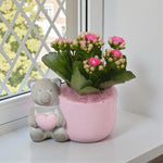 Kalanchoe Pink Arrangement  1