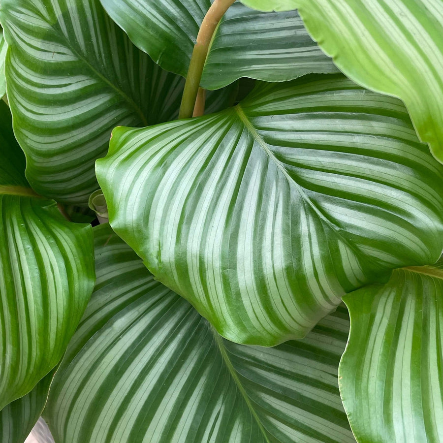 Calathea Orbifolia Prayer Plant image 3