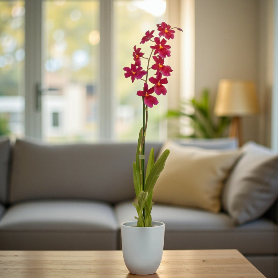 Red Orchid Cambria Nelly Isler  2