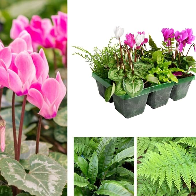 Cyclamen & Fern Plant Mix - 6 Pack  1