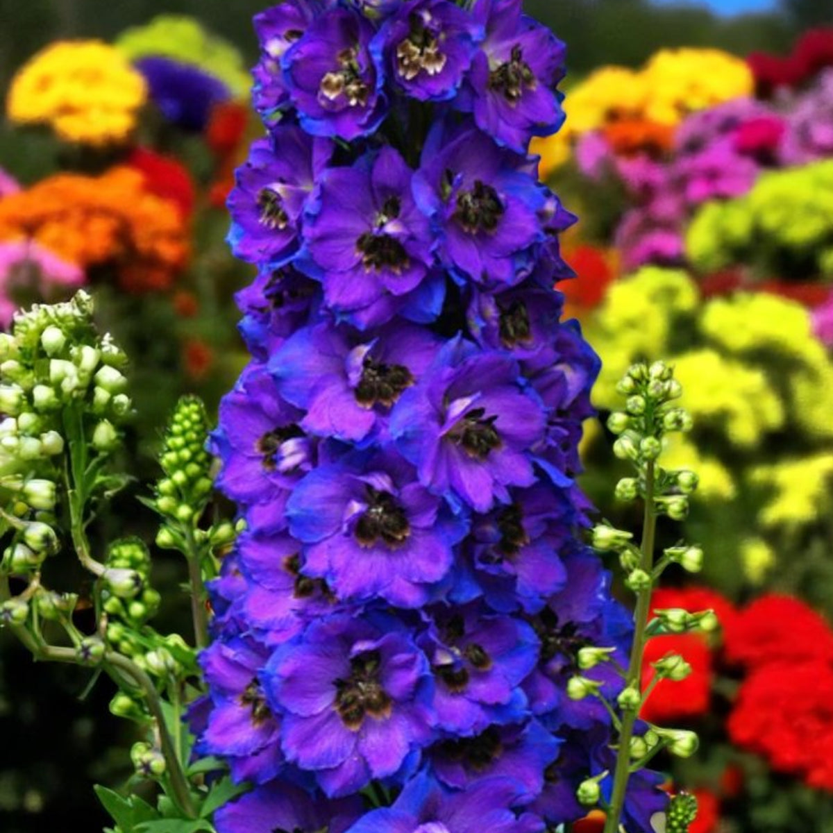 Delphinium Dark Blue Black Bee Close up of blue delphinium dark blue black bee flowers in garden.  3
