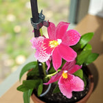 Red Orchid Cambria Nelly Isler  3