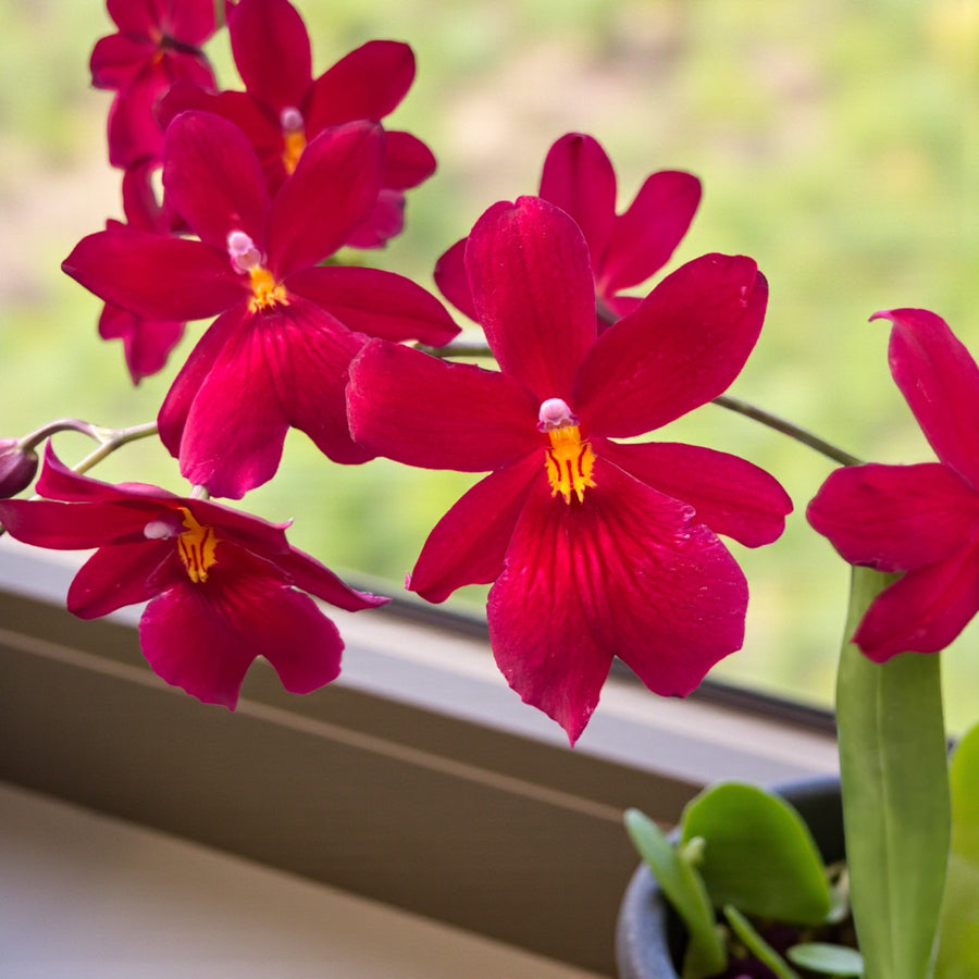 Red Orchid Cambria Nelly Isler  1