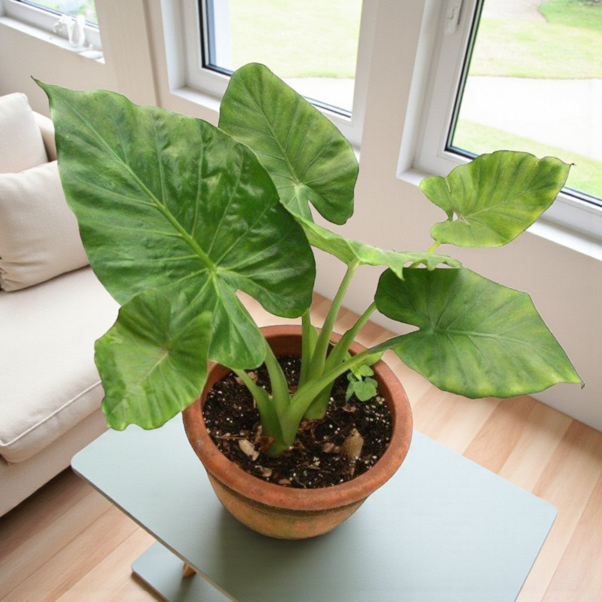 Elephant Ear Plant Gift Wrapped  3