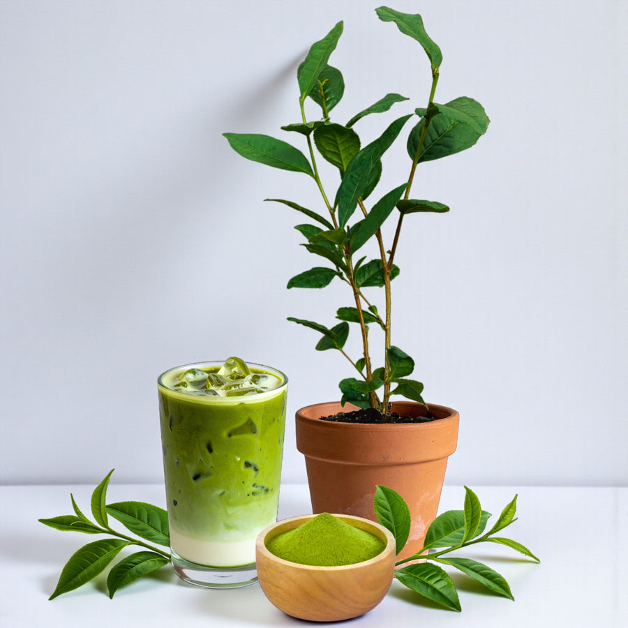 Matcha Tea Plant Camellia Sinensis Tea Breeze  1