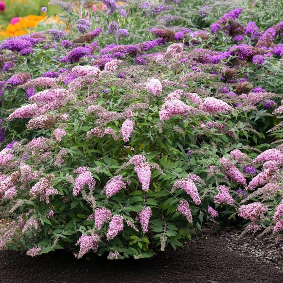 Buddleia davidii - 'Grand Cascade'  3