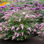 Buddleia davidii - 'Grand Cascade'  3