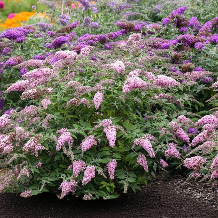 Buddleia Davidii - Grand Cascade  1