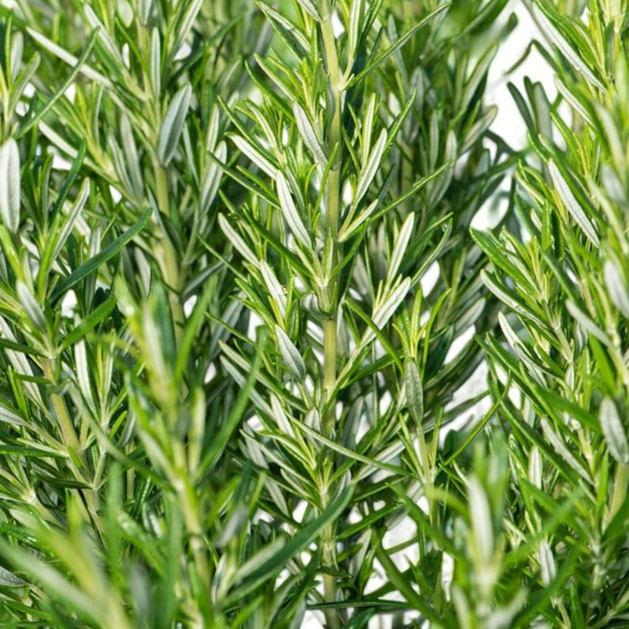 Rosemary Barbeque Plant  4