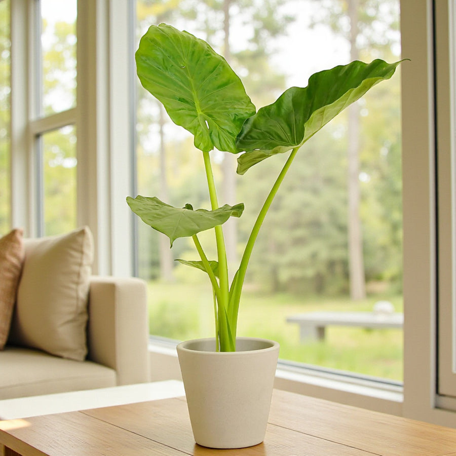 elephant ear plant indoor uk Elephant Ear Plant