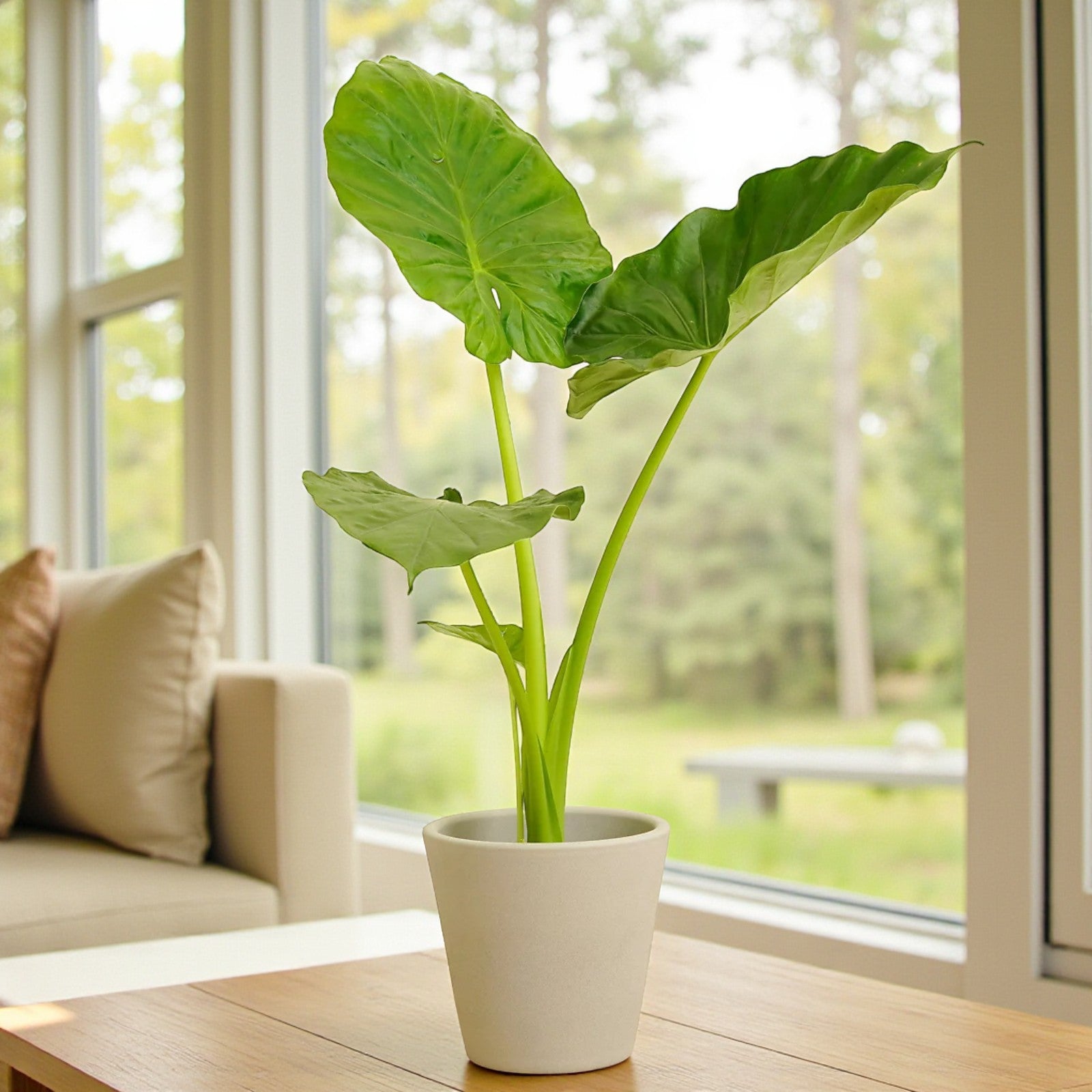 Elephant Ear Plant