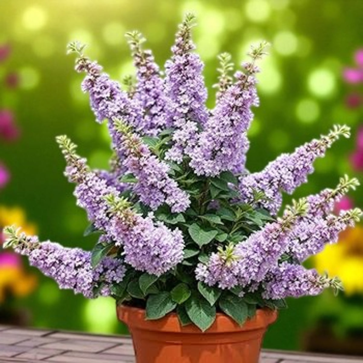 Buddleia davidii - 'Grand Cascade'  4