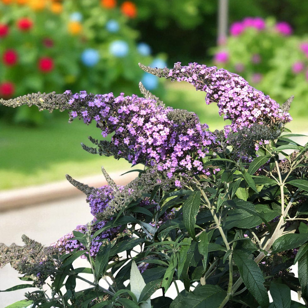 Buddleia davidii - 'Grand Cascade'  2