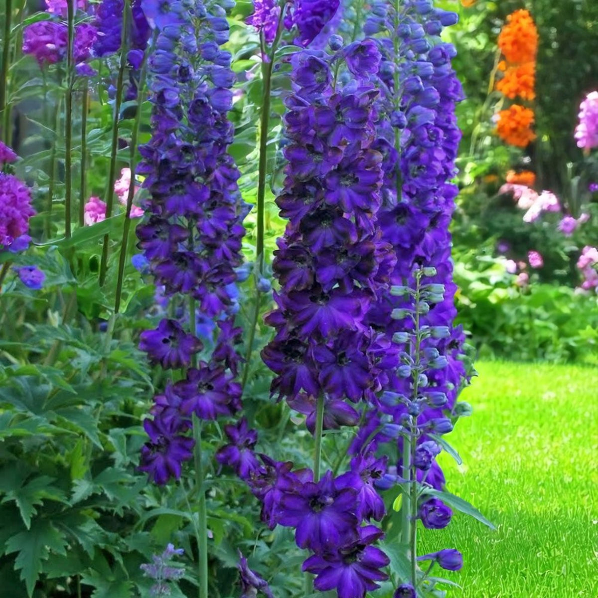 Delphinium Dark Blue Black Bee Cluster of blue delphinium dark blue black bee flowers in garden.  2