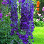 Delphinium Dark Blue Black Bee Cluster of blue delphinium dark blue black bee flowers in garden.  2