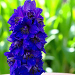 Delphinium Dark Blue Black Bee Close up of blue delphinium dark blue black bee flowers in garden.  4