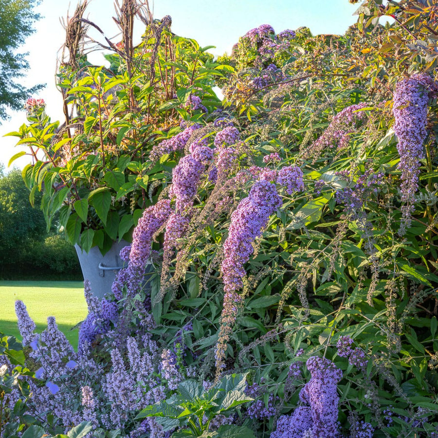 Buddleia Davidii - Grand Cascade  3