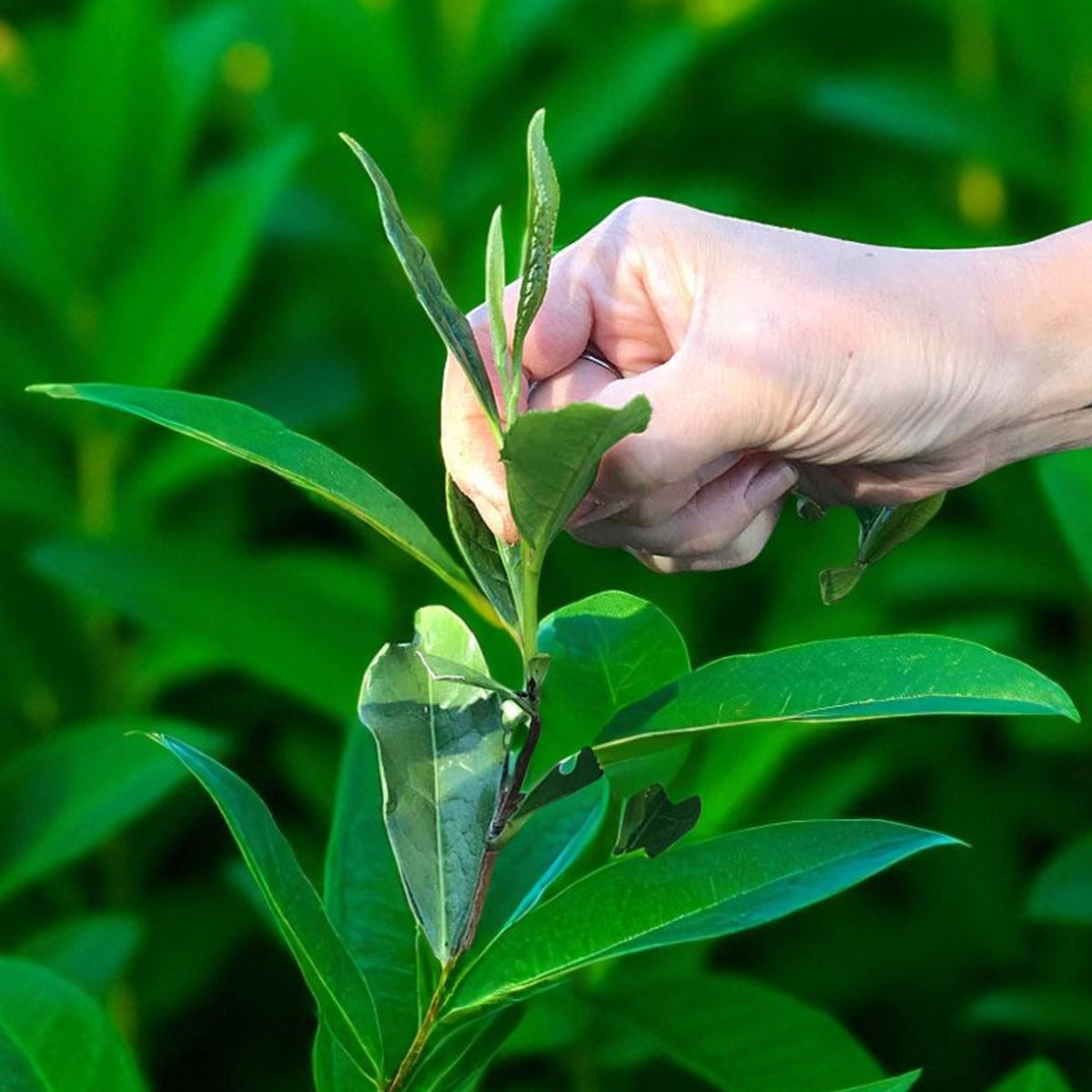 Matcha Tea Plant Camellia Sinensis Tea Breeze  4