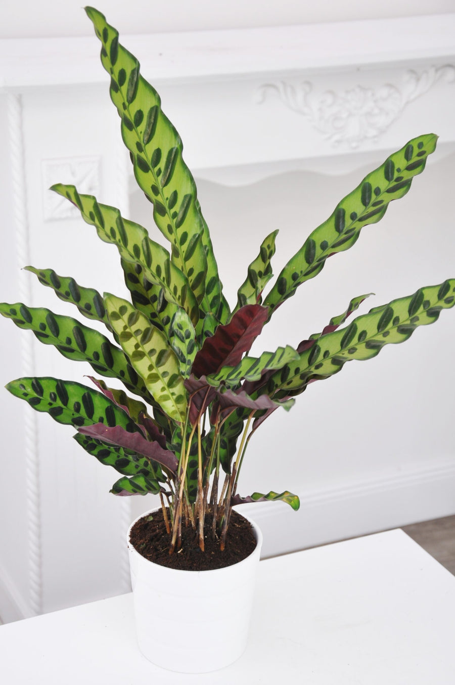 Calathea Lancifolia Calathea lancifolia in 6cm Pot image2 3