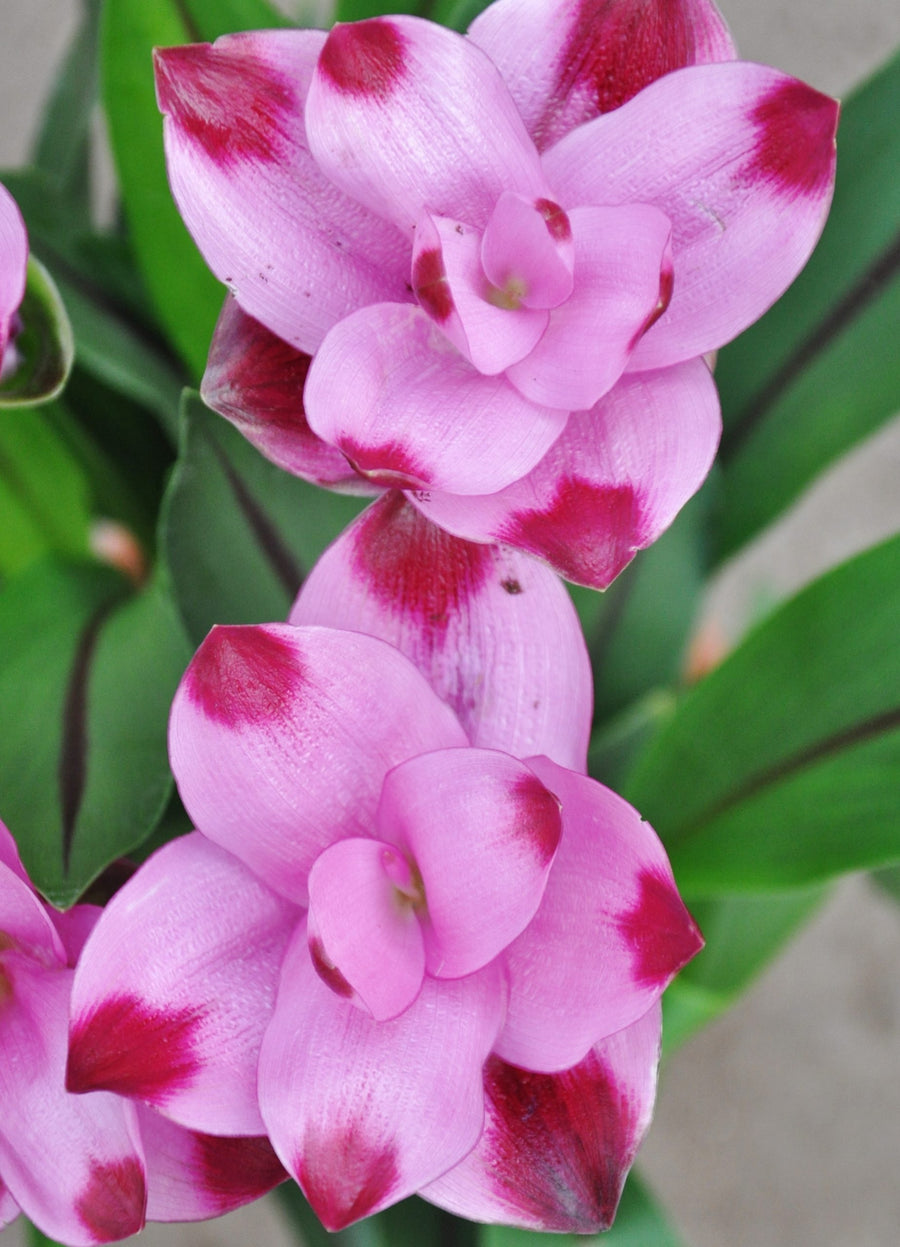 Curcuma 'Siam Splash' Curcuma 'Siam Splash' image3 3