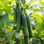 Cucumber Plant  6