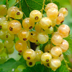 White Currant Plant - Ribes Witte Parel  2