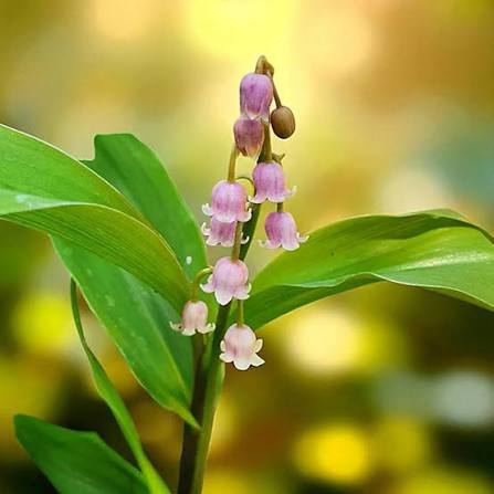 Convallaria Rosea Bare Root  2