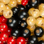 Currant Ribes Fruit Plant Trio  2