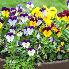 Viola Mixed Bedding Plants  2